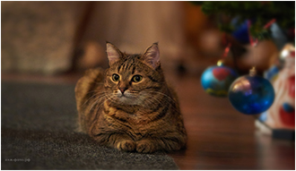 Фотограф Анжелика Алексеева, Вязьма кошки