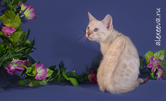 Фотограф Анжелика Алексеева, Вязьма кошки
